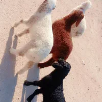 بره نر
