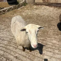 ایل دو فرانس