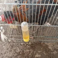 مرغ و خروس