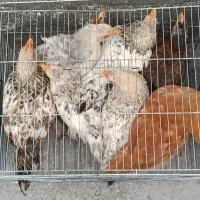 نیمچه مرغ و خروس