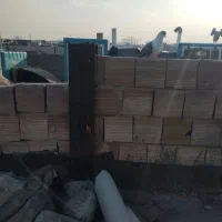کفتریا کبوتر  ساده کلاغ نر