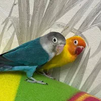طوطی برزیلی|پرنده|شیراز, کوی زهرا|دیوار