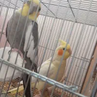 عروس مولد به شرط میدم|پرنده|اصفهان, شهرک کاوه|دیوار