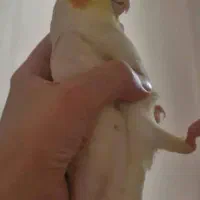 طوطی عروس گم شده حوالی گودبقال