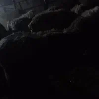 بره شیری ماده سالم