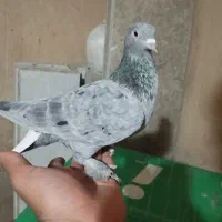 نرو ماده|پرنده|شیراز, محراب|دیوار