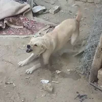 سگ ماده گرگی|سگ|ملایر, |دیوار