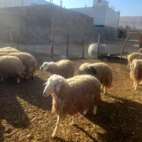 بره|حیوانات مزرعه|کوهنانی, |دیوار