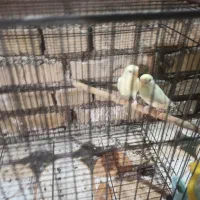 مرغ عشق هلندی لیمویی|پرنده|باوی, |دیوار