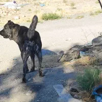 واگذاری سگ سرابی