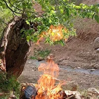 مرغ محلی وسفید