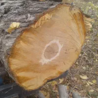 خرید انواع چوب|خدمات باغبانی و درختکاری|نوشین شهر, |دیوار