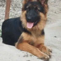 سگ ژرمن ماده|سگ|کیاشهر, |دیوار