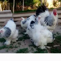 جوجه برهمالایت