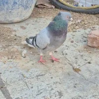 دم سفید نر|پرنده|اردبیل, |دیوار