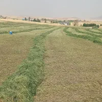 یونجه|عمده‌فروشی|بلبان آباد, |دیوار