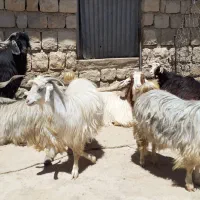 بزغاله