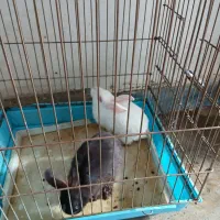 دوتاخرگوش دوماهه،سلامت|موش و خرگوش|هشتگرد, شهرک وحدت|دیوار