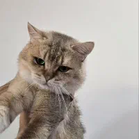 بریتیش گلد نر (جفتگیری)|گربه|تهران, باغ فیض|دیوار