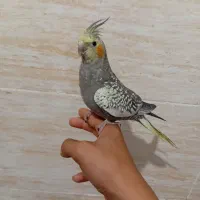 عروس هلندی دستی نر|پرنده|شیراز, کیان شهر|دیوار