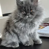 گربه پرشین|گربه|سورک, |دیوار