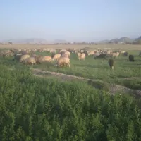نیازمند چوپان باحقوق توافقی