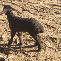 بزغاله شیری