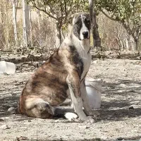 توله ماده آلابای|سگ|بهارستان, |دیوار