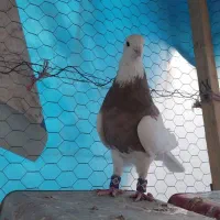 کبوتر.کفتر. طوقی