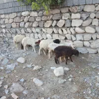 ۷عددبره بفروش میرسد