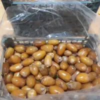 انواع خرما|خوردنی و آشامیدنی|قم, بکایی|دیوار