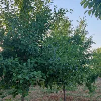 فروش زمین باغشهری در جاده صدرا