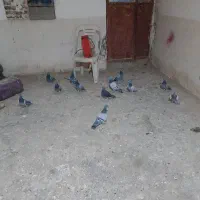 گفتر سبز ومگس|پرنده|نهبندان, |دیوار