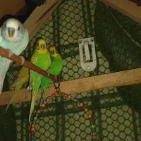مرغ عشق ۴ عدد ۱۵۰۰