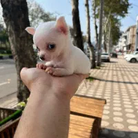 سگ شیواواو جیبی