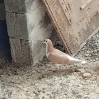 کبوتر|پرنده|بهبهان, |دیوار