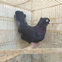 کبوترزاغ کاکلی چشم ونوک سفید