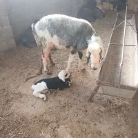 میش و بره