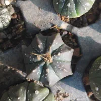 انواع گل و کاکتوس های خاص|گل و گیاه طبیعی|قم, هفت تیر|دیوار