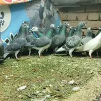 کبوتر پلاکی نر و ماده تبریز