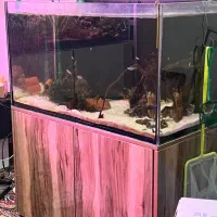 اکواریوم ریملس