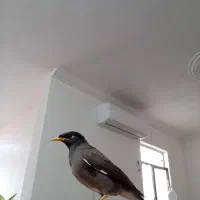 مرغ مینا|پرنده|بم, |دیوار