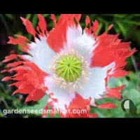 بذر خوارکی دارویی برا کاشت|گل و گیاه طبیعی|کوهدشت, |دیوار