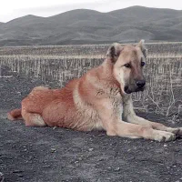 توله پژدر|سگ|جوکار, |دیوار