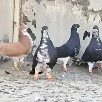 دسته شهری و بهبهانی