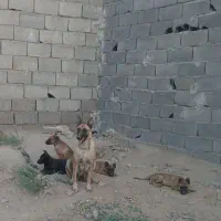 سگ مالینویز با بچه هاش