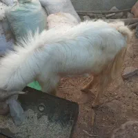 کهره نرمناسب داشت