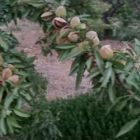 سلام باغ ویلایی نزدیک پل زمانخان