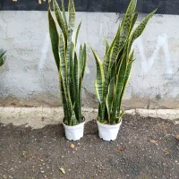 نخل نیکولای|گل و گیاه طبیعی|کرمانشاه, |دیوار