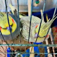 یه جفت عروسی هلندی سالم و سرحال با هم فروخته میشن|پرنده|اهواز, کمپلو شمالی|دیوار